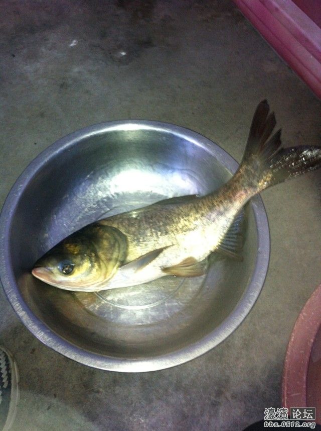 32cm的脸盆装黄鲢鱼.jpg