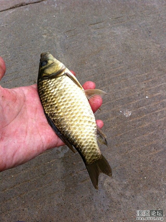 野鲫鱼.jpg