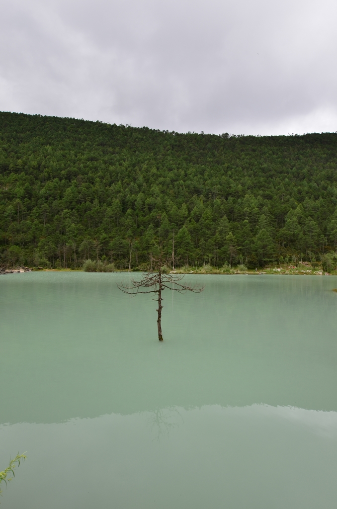 一颗静静站立的树