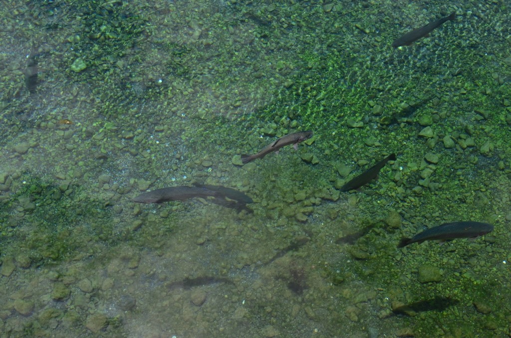 我们口中的“三文鱼”