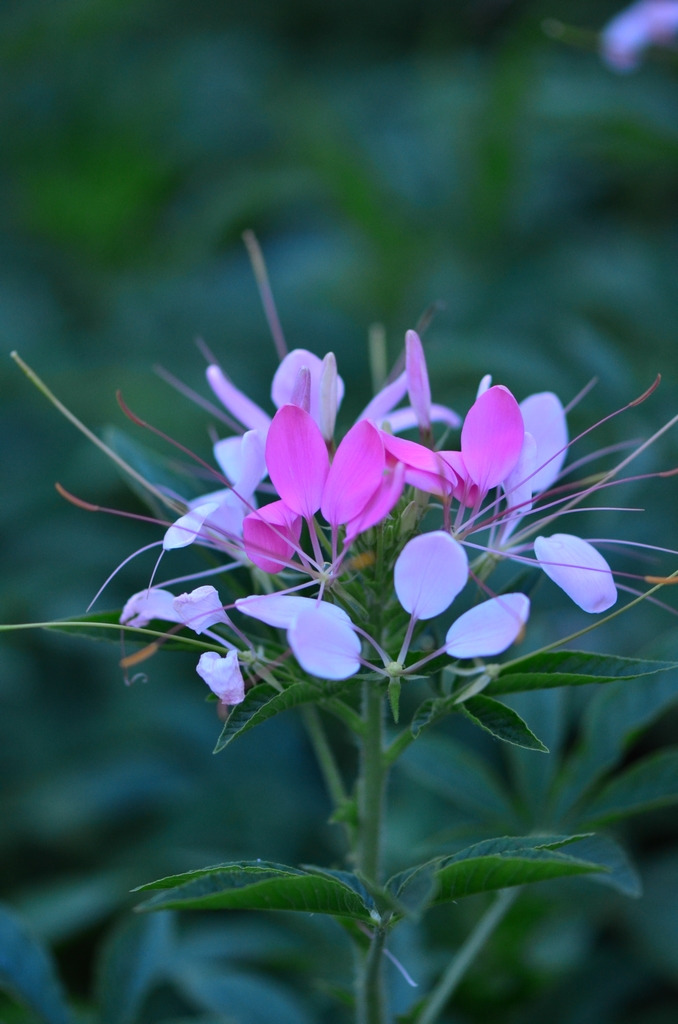 丽江古城的无名小花