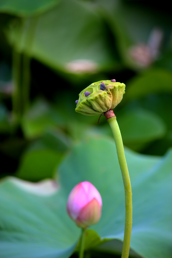莲蓬2.jpg