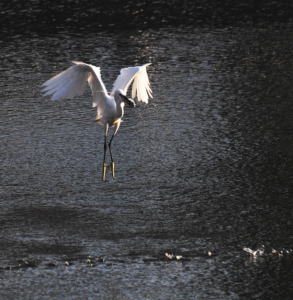 南川河鱼儿浮头 引白鹭前来捕食 (9).jpg