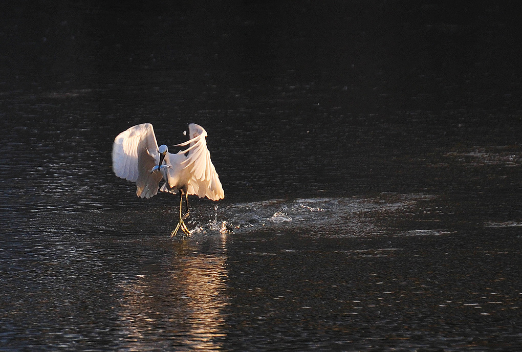 南川河鱼儿浮头 引白鹭前来捕食 (1).jpg