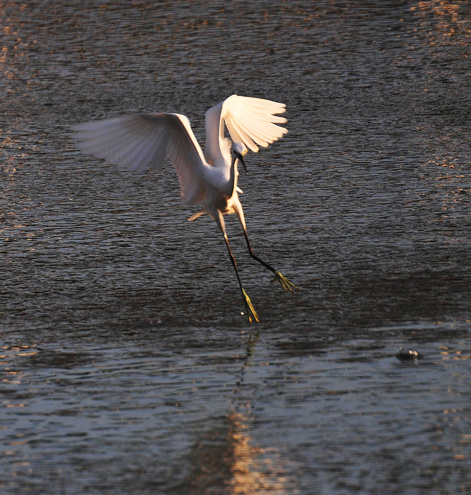南川河鱼儿浮头 引白鹭前来捕食 (2).jpg