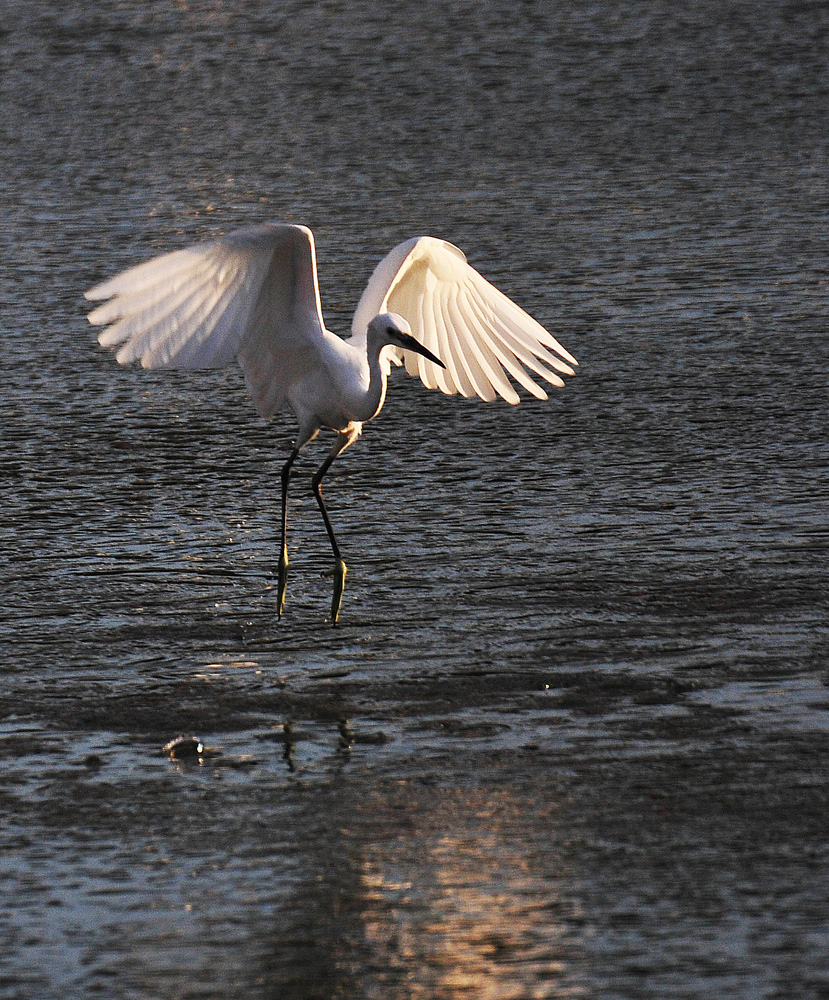 南川河鱼儿浮头 引白鹭前来捕食 (3).jpg