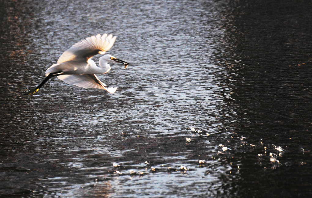南川河鱼儿浮头 引白鹭前来捕食 (4).jpg