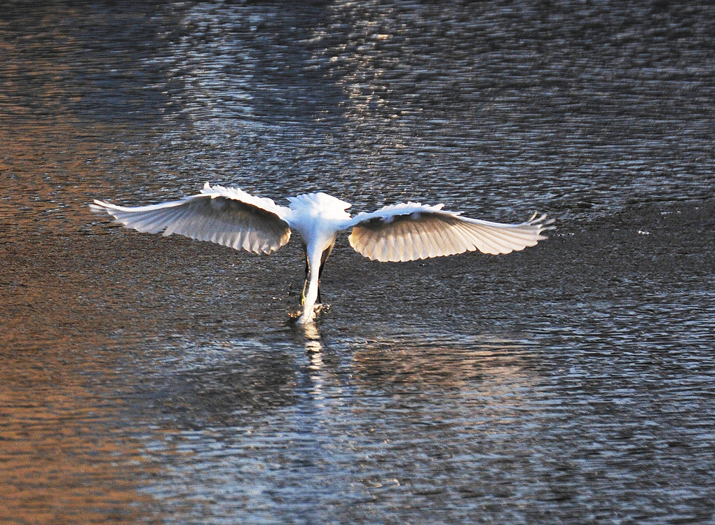 南川河鱼儿浮头 引白鹭前来捕食 (5).jpg