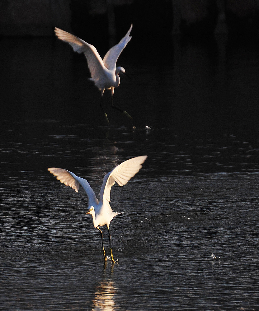 南川河鱼儿浮头 引白鹭前来捕食 (6).jpg