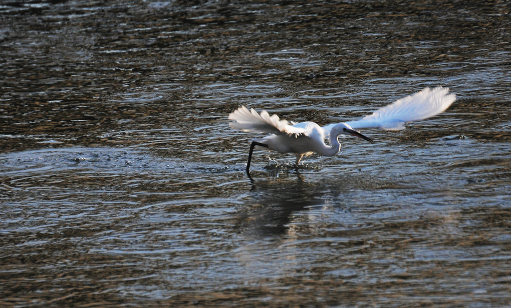 南川河鱼儿浮头 引白鹭前来捕食 (7).jpg
