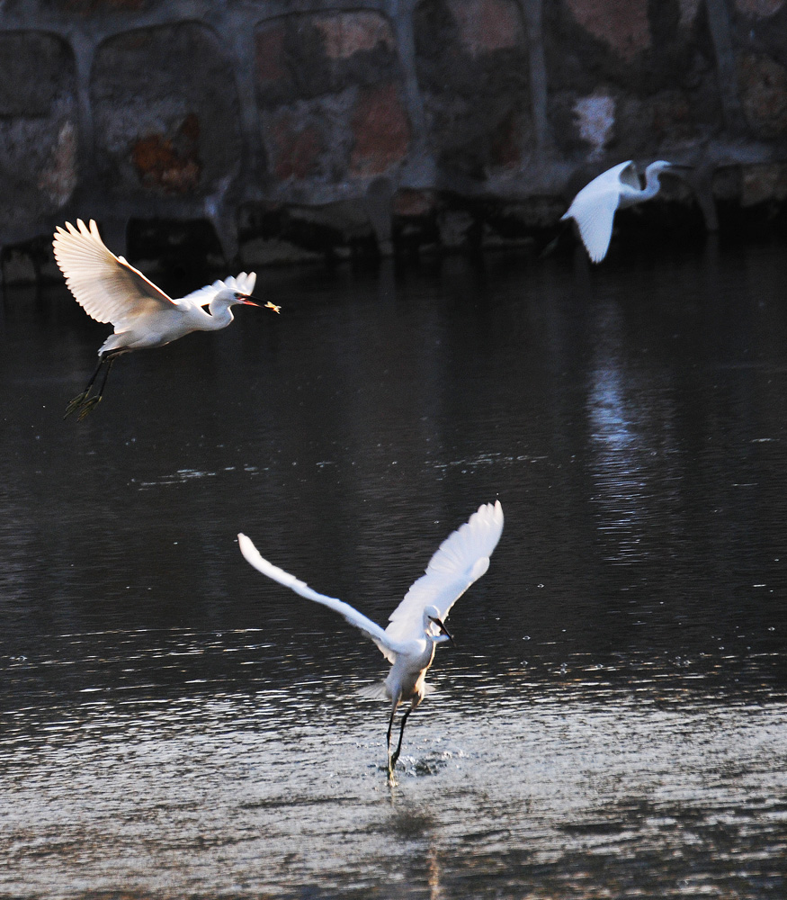 南川河鱼儿浮头 引白鹭前来捕食 (8).jpg