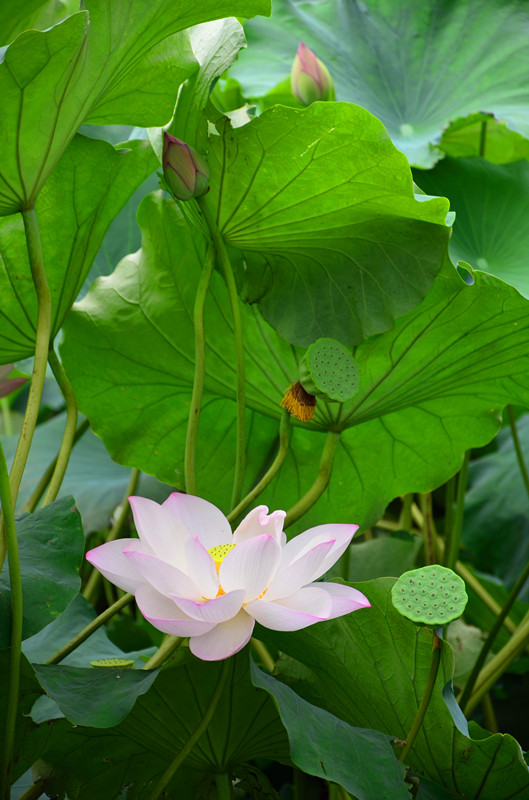 荷的昨天今天明天