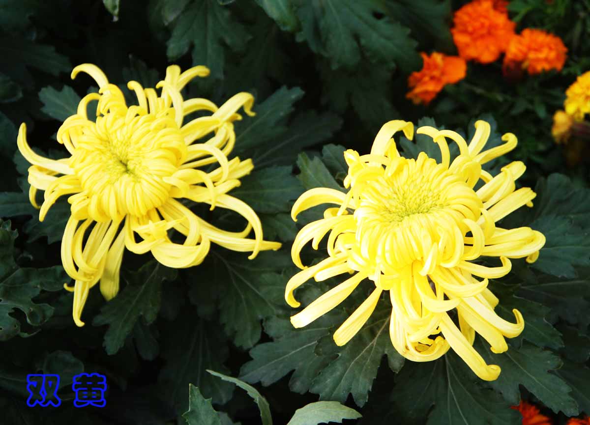 双黄.jpg