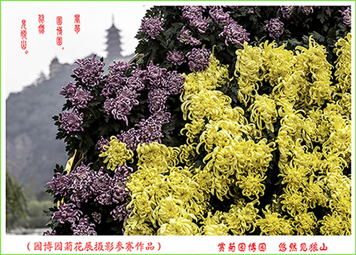 赏菊园博园  悠然见狼山