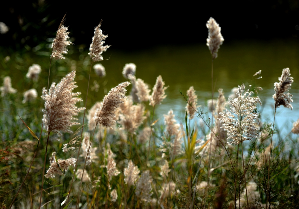 芦花6.jpg