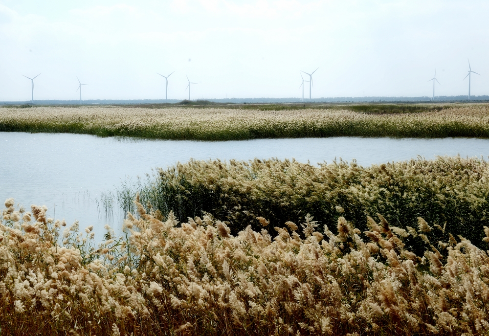 芦花10.jpg