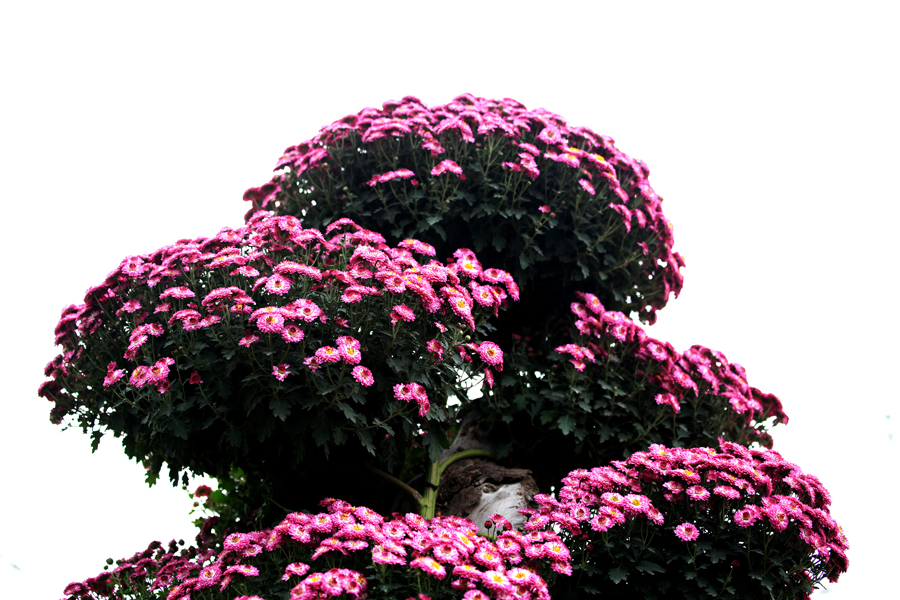 菊展参赛 (3).jpg