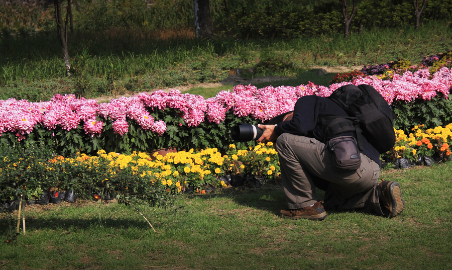 菊展参赛 (6).jpg