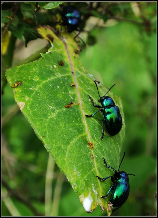 来我的是我老公，我去应付他，你从我身后走