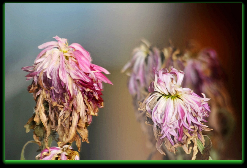 DSC_7529_副本 - 副本.jpg