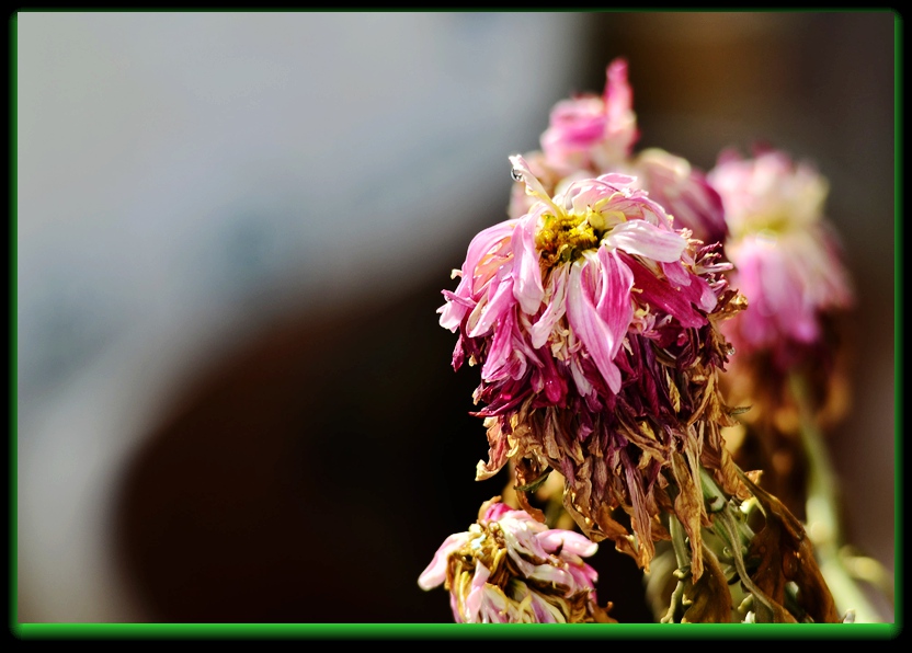 DSC_7531_副本 - 副本.jpg