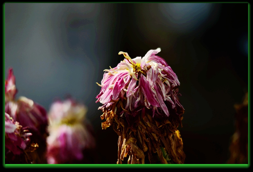 DSC_7538_副本 - 副本.jpg