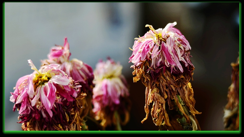 DSC_7539_副本 - 副本.jpg