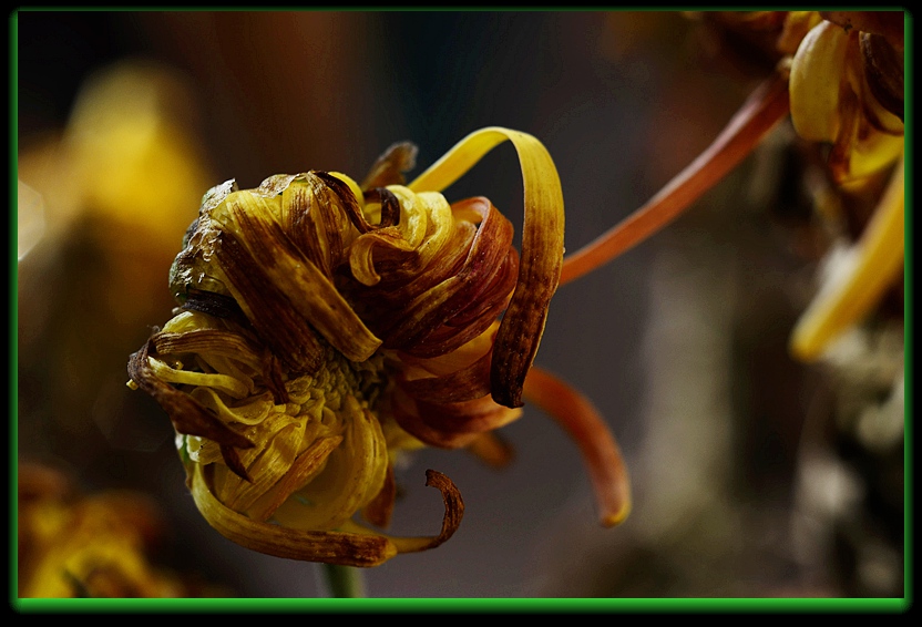 DSC_7552_副本 - 副本.jpg