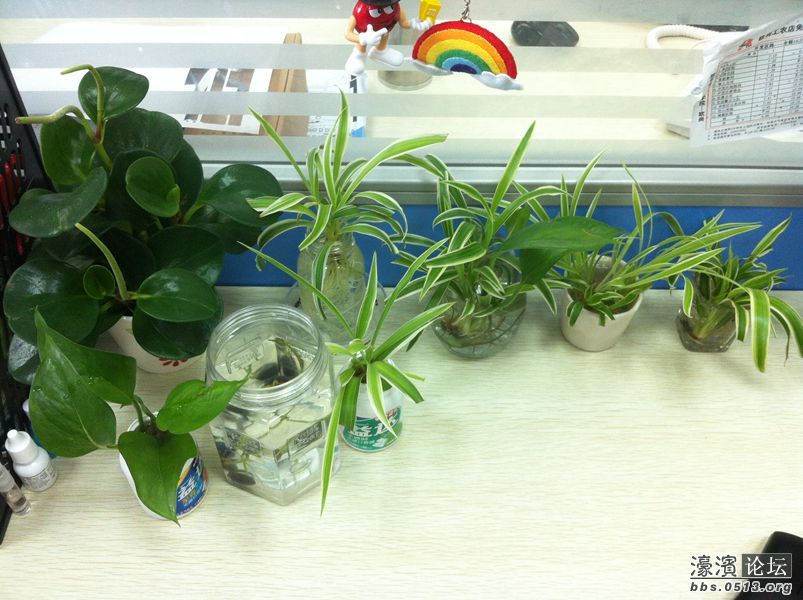 办公桌一角，没有特意买花盆，不过这些植物都是我心爱的。