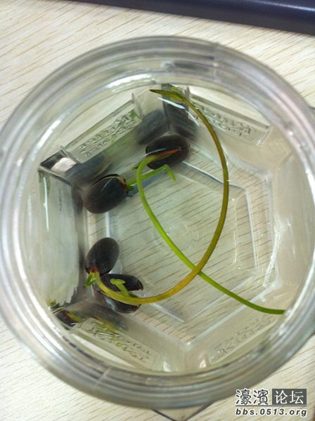 刚刚水培的碗莲，每天超速度的成长，让人发自内心的惊赞。