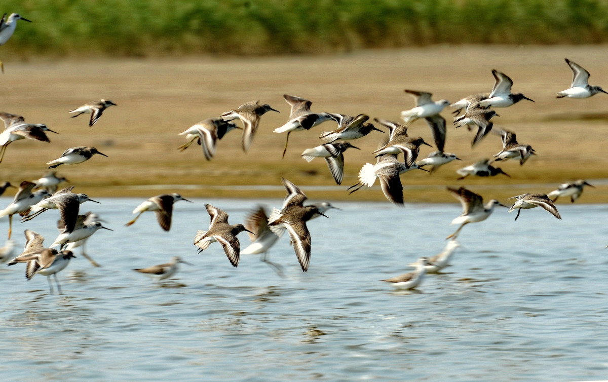 群飞的鹬鸟.jpg