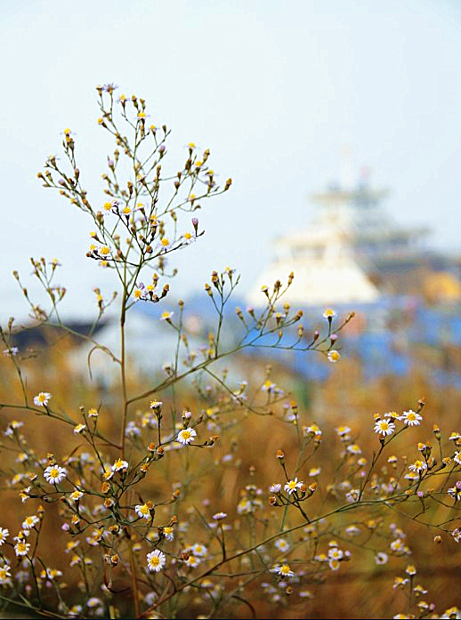 野花苍苍，白露为霜。所谓伊人，在水一方。