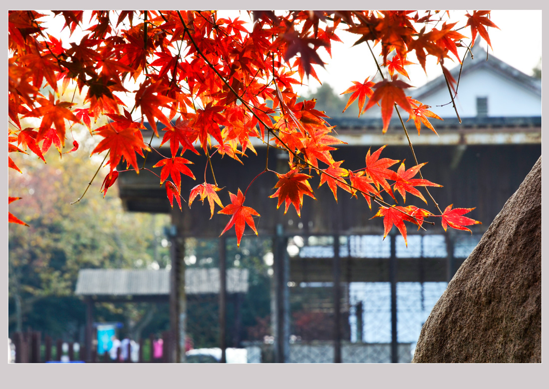 园博园秋色浓浓   钱伟章摄 (3).jpg