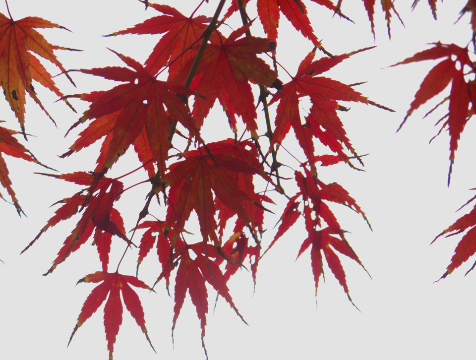 IMG_0164 (17)_看图王副本.jpg