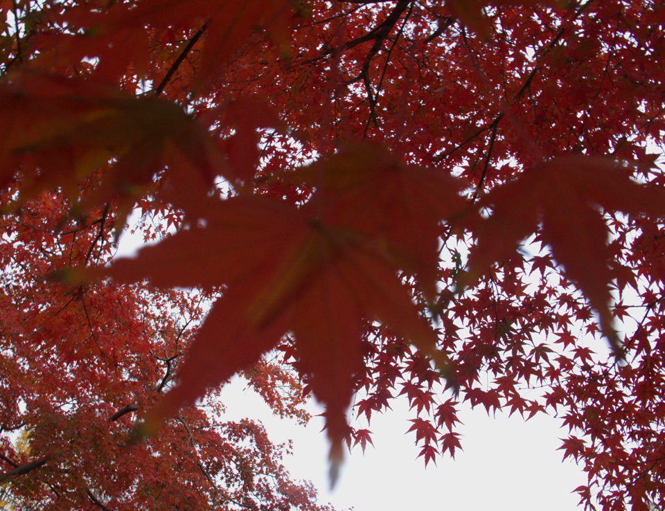 IMG_0163 (16)_看图王副本.jpg