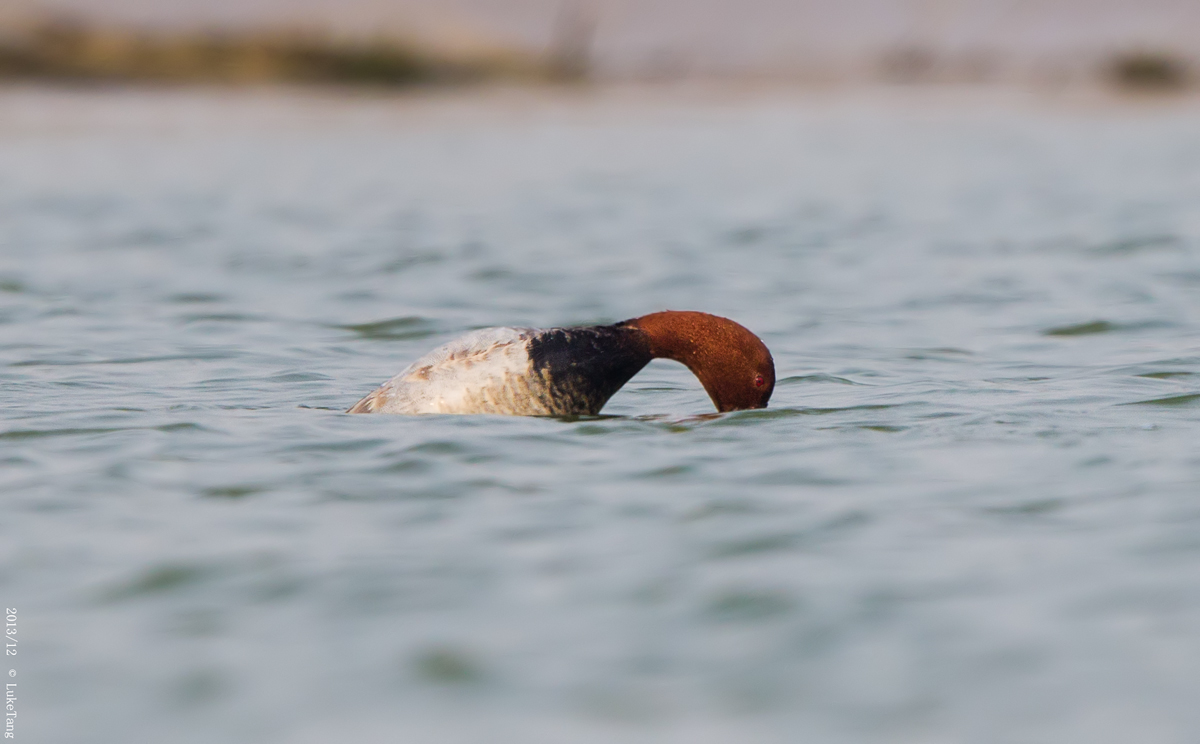 红头潜鸭-潜水.jpg