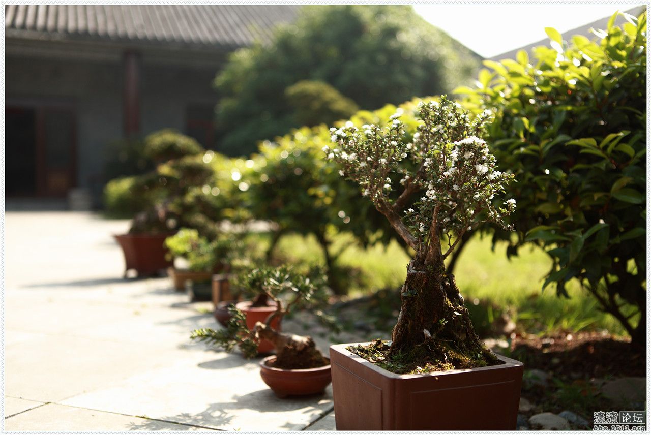 庭院景色5.jpg