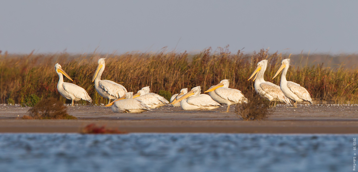 卷羽鹈鹕 Dalmatian Pelican-3.jpg