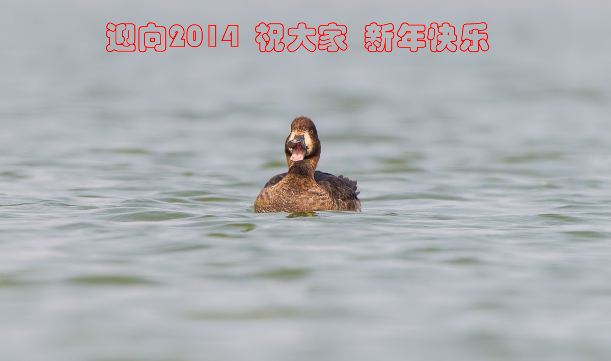 2014 happy new year.jpg