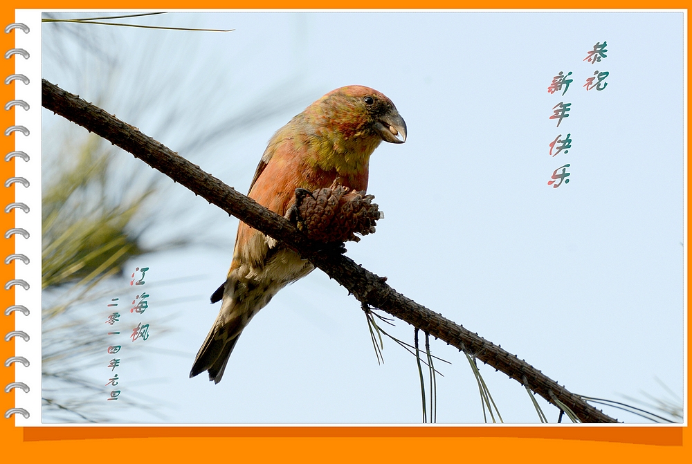 红交嘴雀贺年卡a.jpg