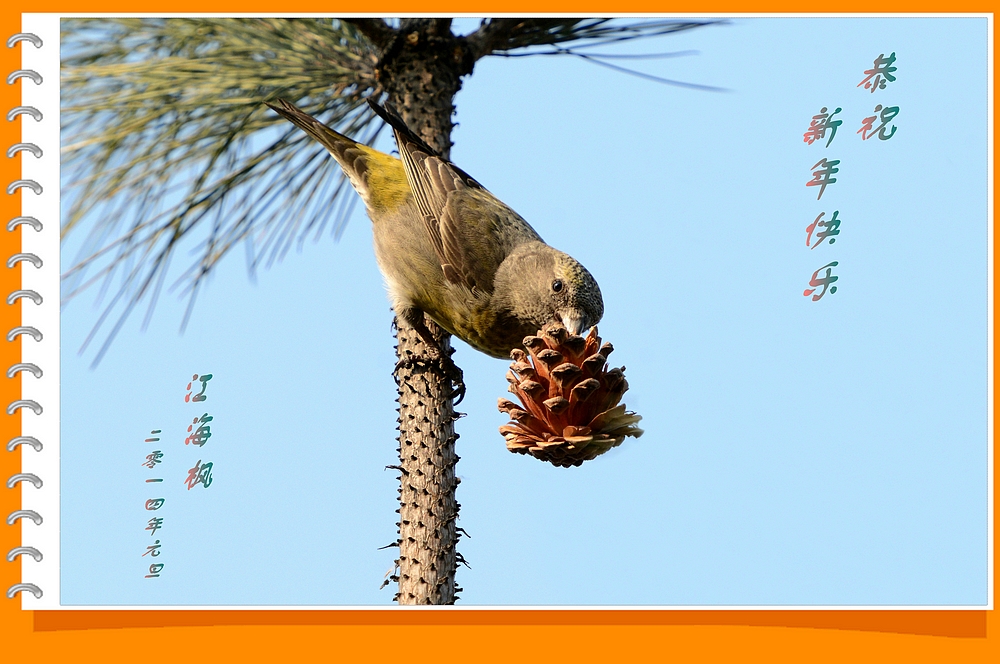 红交嘴雀贺年卡B.jpg