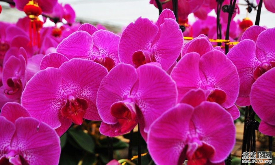 蝴蝶兰花期一般是多久 143527oswo3mie7cmslmmz.jpg