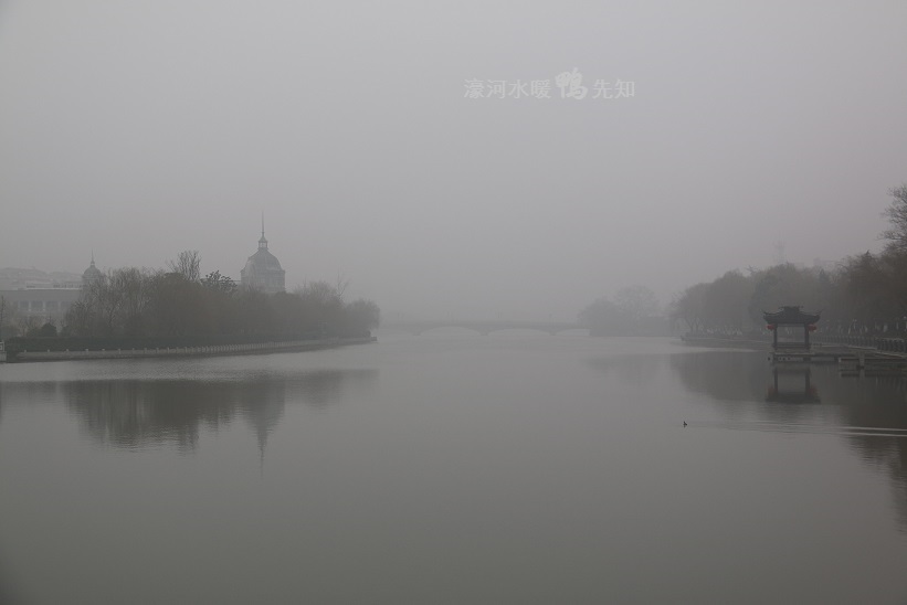濠河水暖鸭先知.JPG