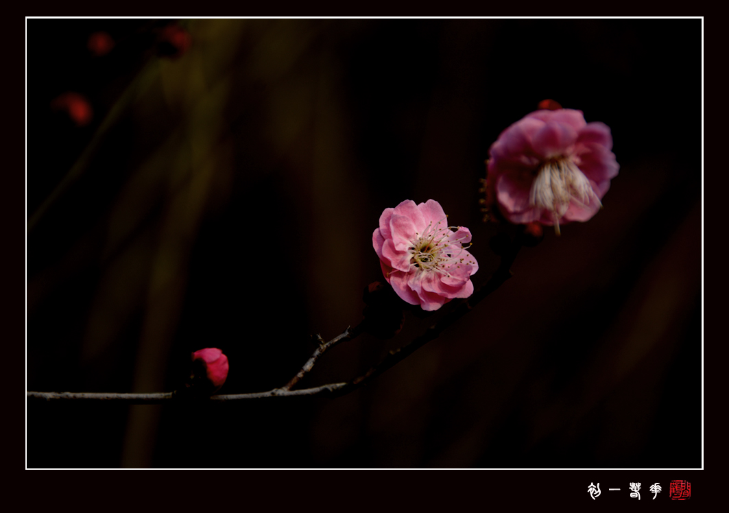 梅花1副本.jpg
