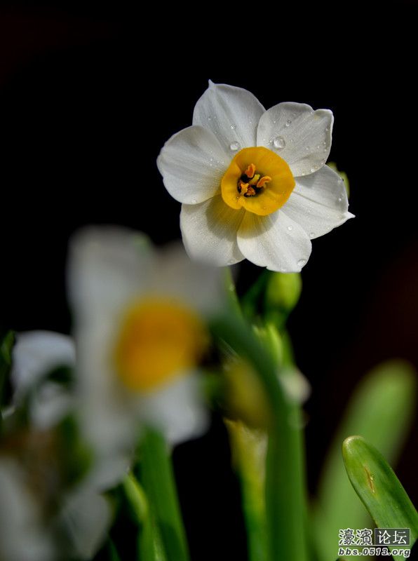 水仙8.jpg