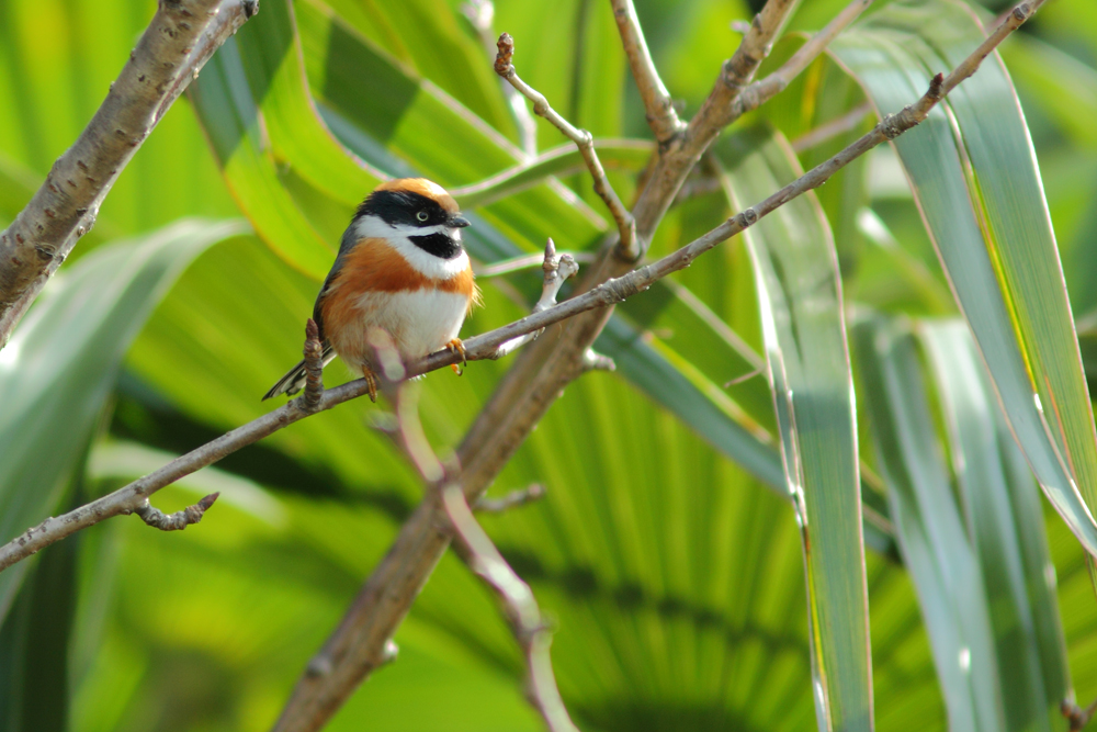 红头[长尾]山雀 