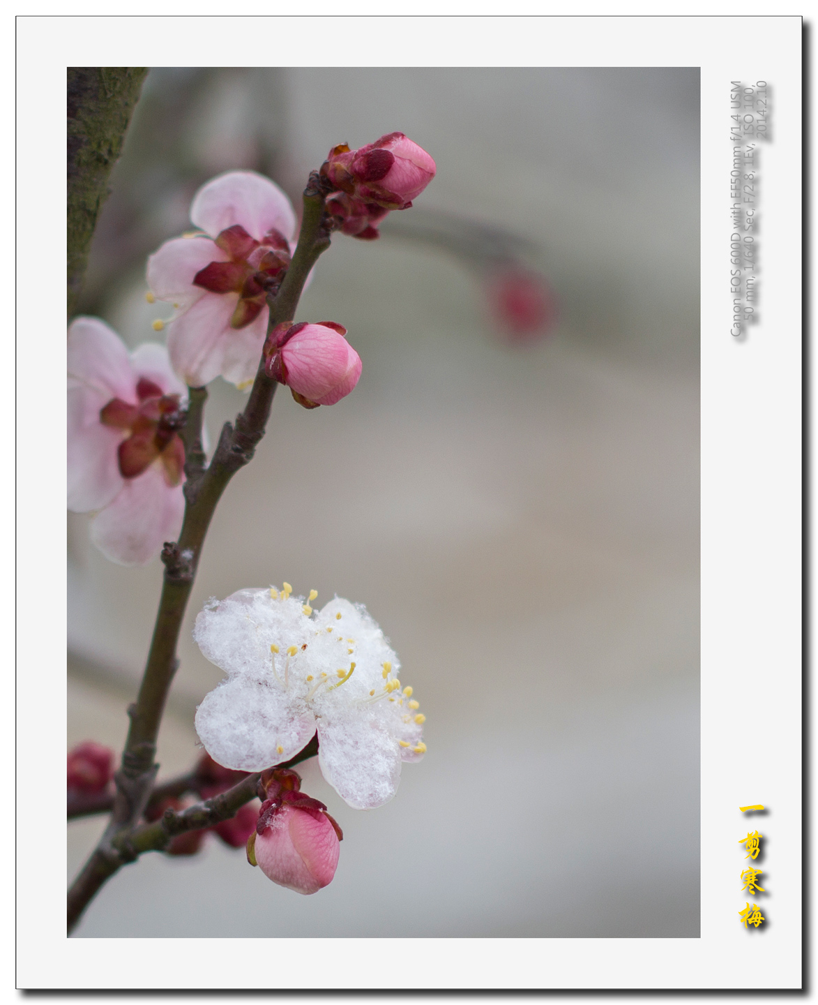 一剪寒梅457.jpg