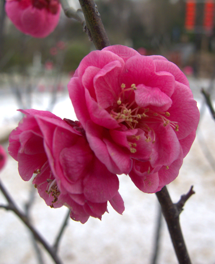 IMG_0961 (3)_看图王副本.jpg