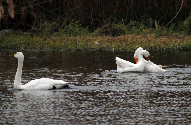 一样的情人节不一样的你 (1).jpg