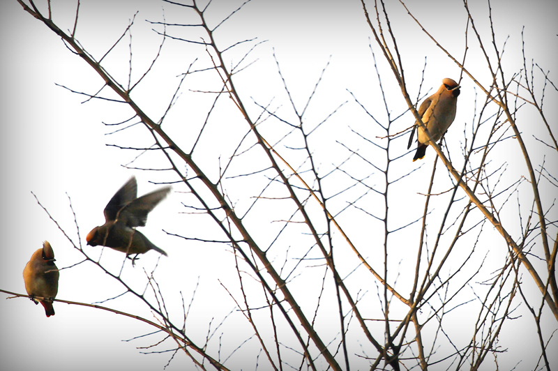 一样的情人节不一样的你 (2).jpg